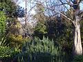Melbourne Botanic Gardens IMGP2130